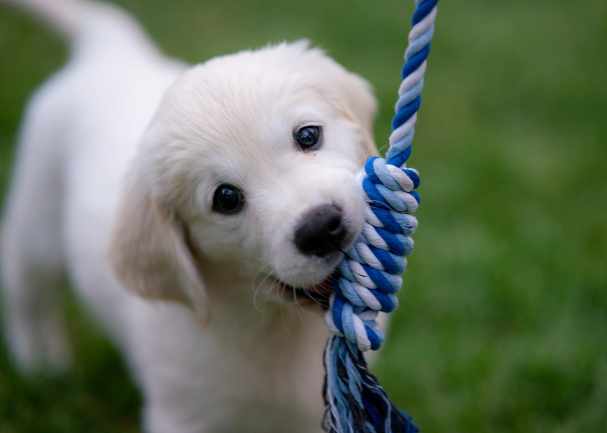 A Golden Retriever puppy chews on a rope toy