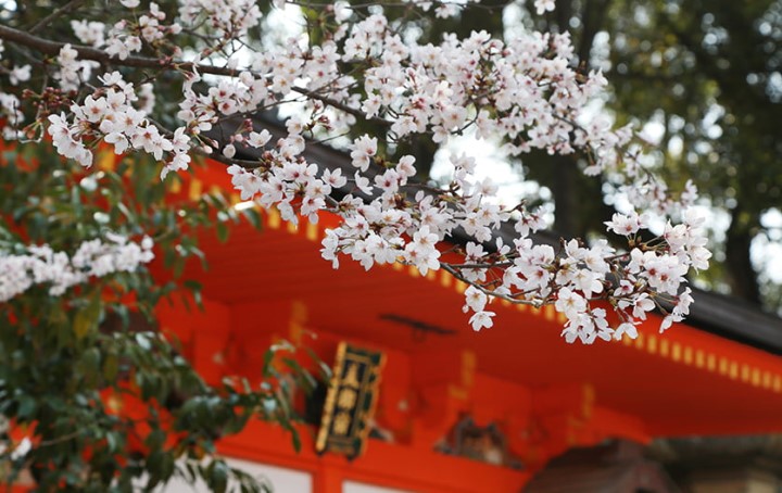 日本京都神社