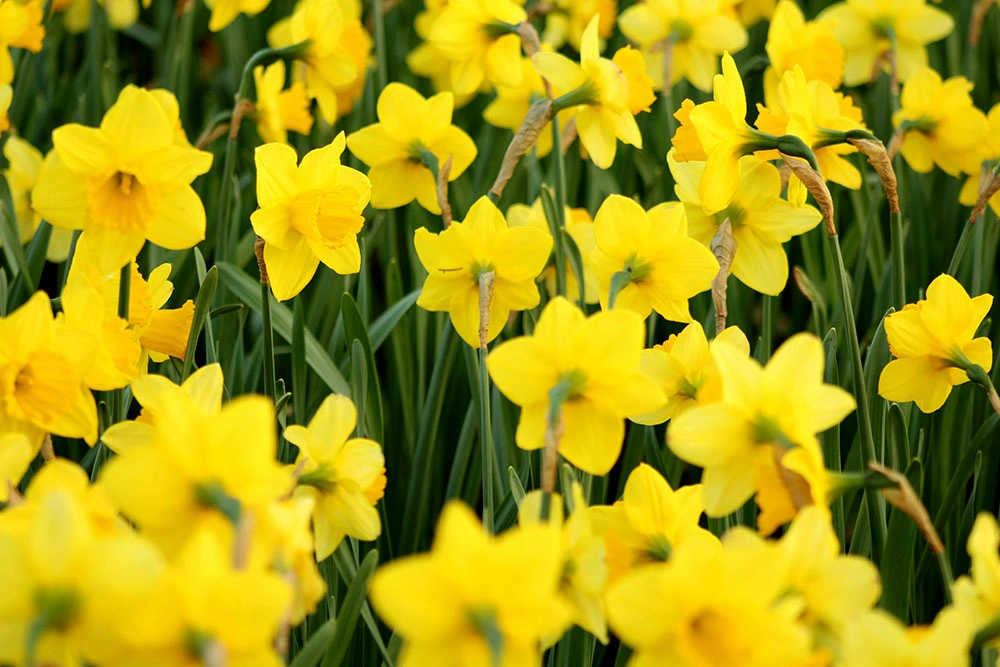 daffodils