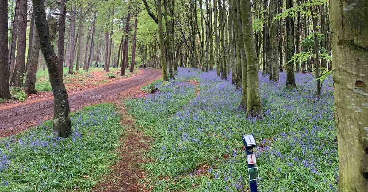 Blue-purple flowers in a forest