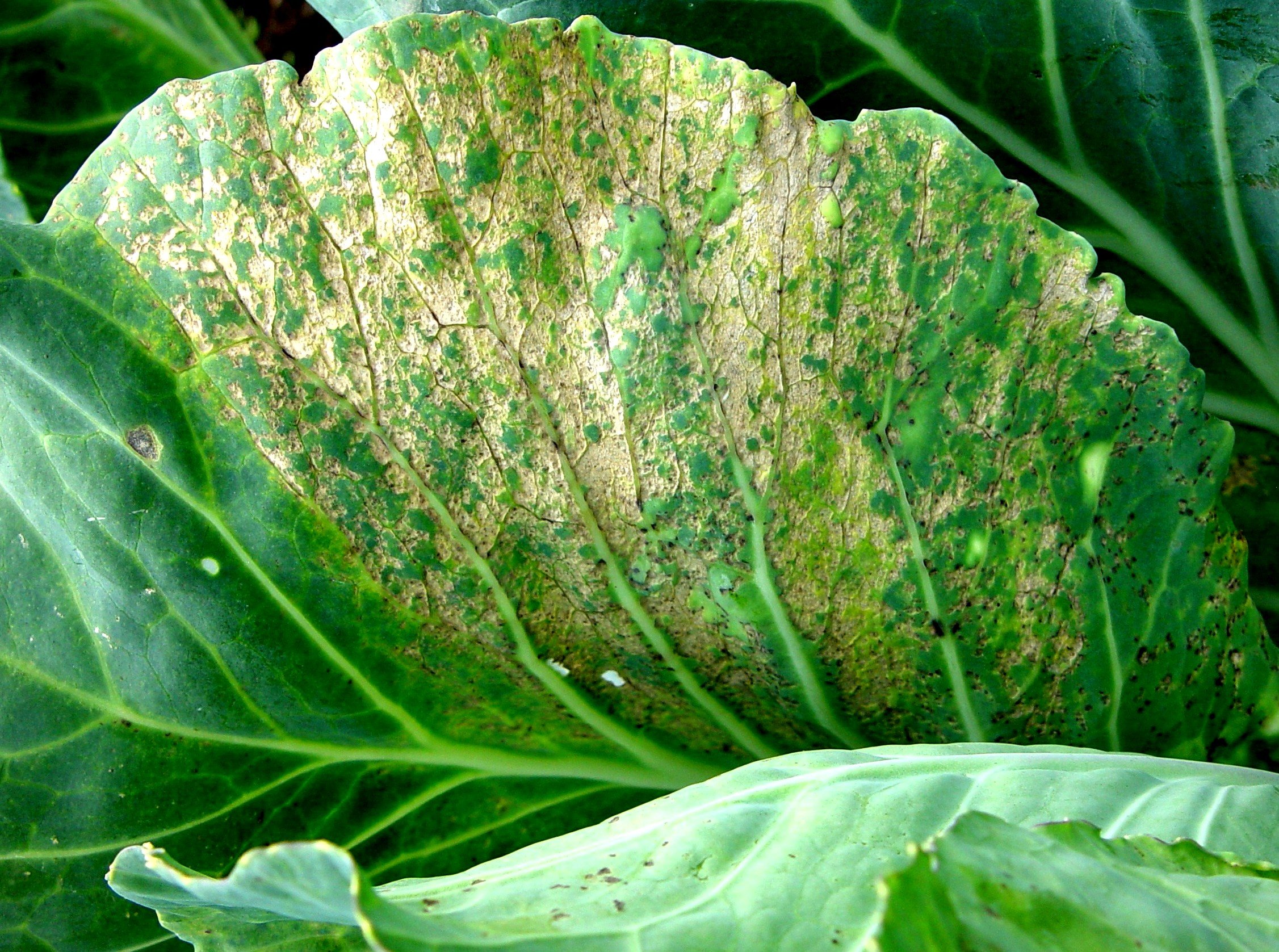 What Is Downy Mildew Disease