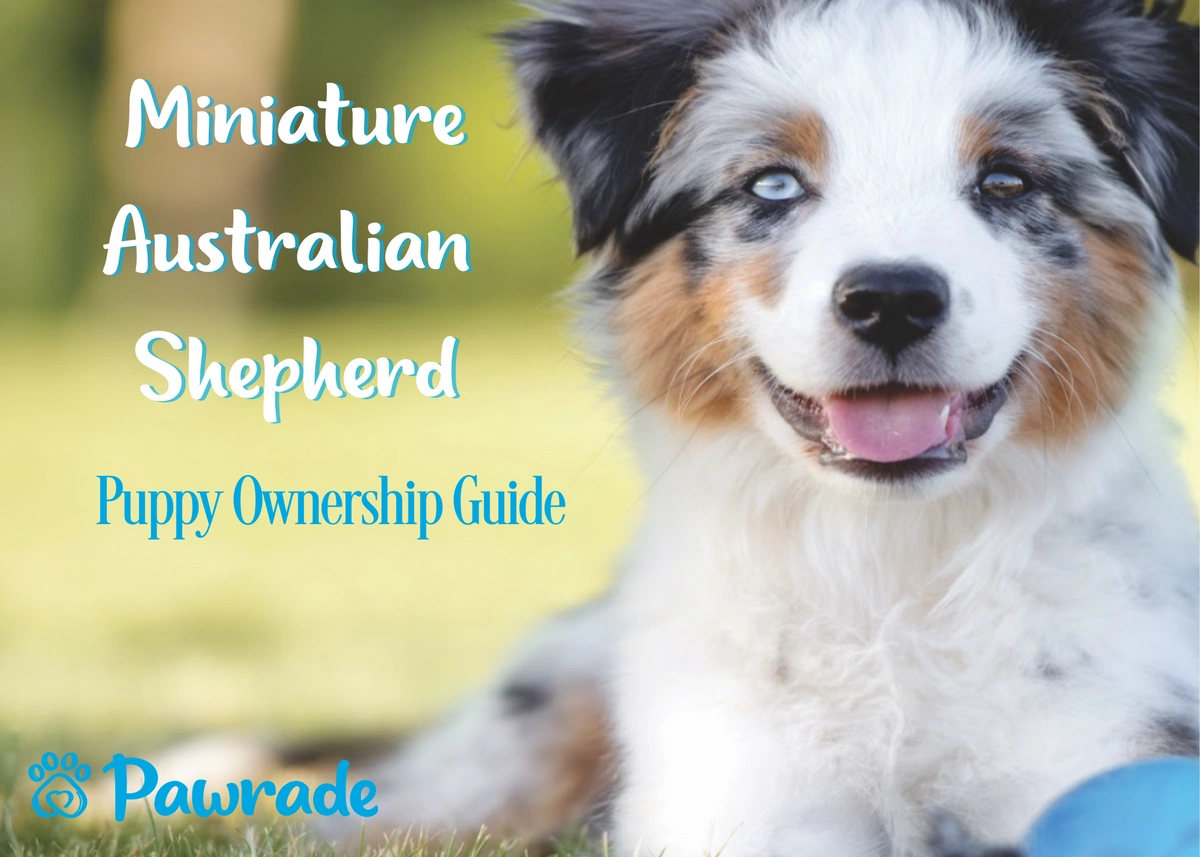 A Miniature Australian Shepherd puppy smiles