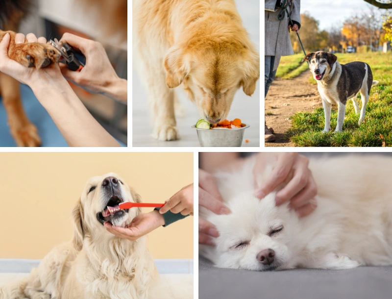 Senior Dog Essentials: Everything You Need for Older Dogs – Heads Up For  Tails