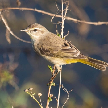 Alabama Birds Palm Warbler