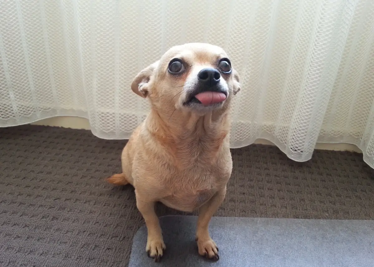 funnytonguechihuahua (1).webp