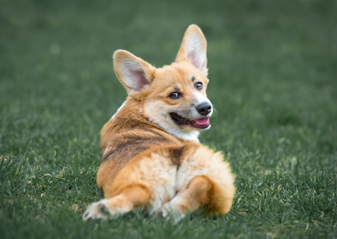 A Pembroke Welsh Corgi facing away from the camera in a sploot position looks over its backside at the camera in a sploo