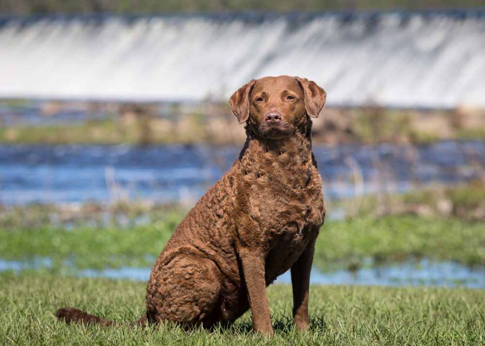 chesapeakebayretriever2.jpg