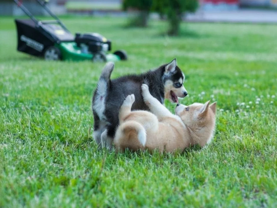Two small puppies playing together on green lawn with lawn mower visible in background