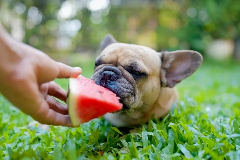 A French Bulldog sniffs a slice of watermelon held by a hand. The dog lies on green grass, conveying curiosity. The background is a blurred garden.