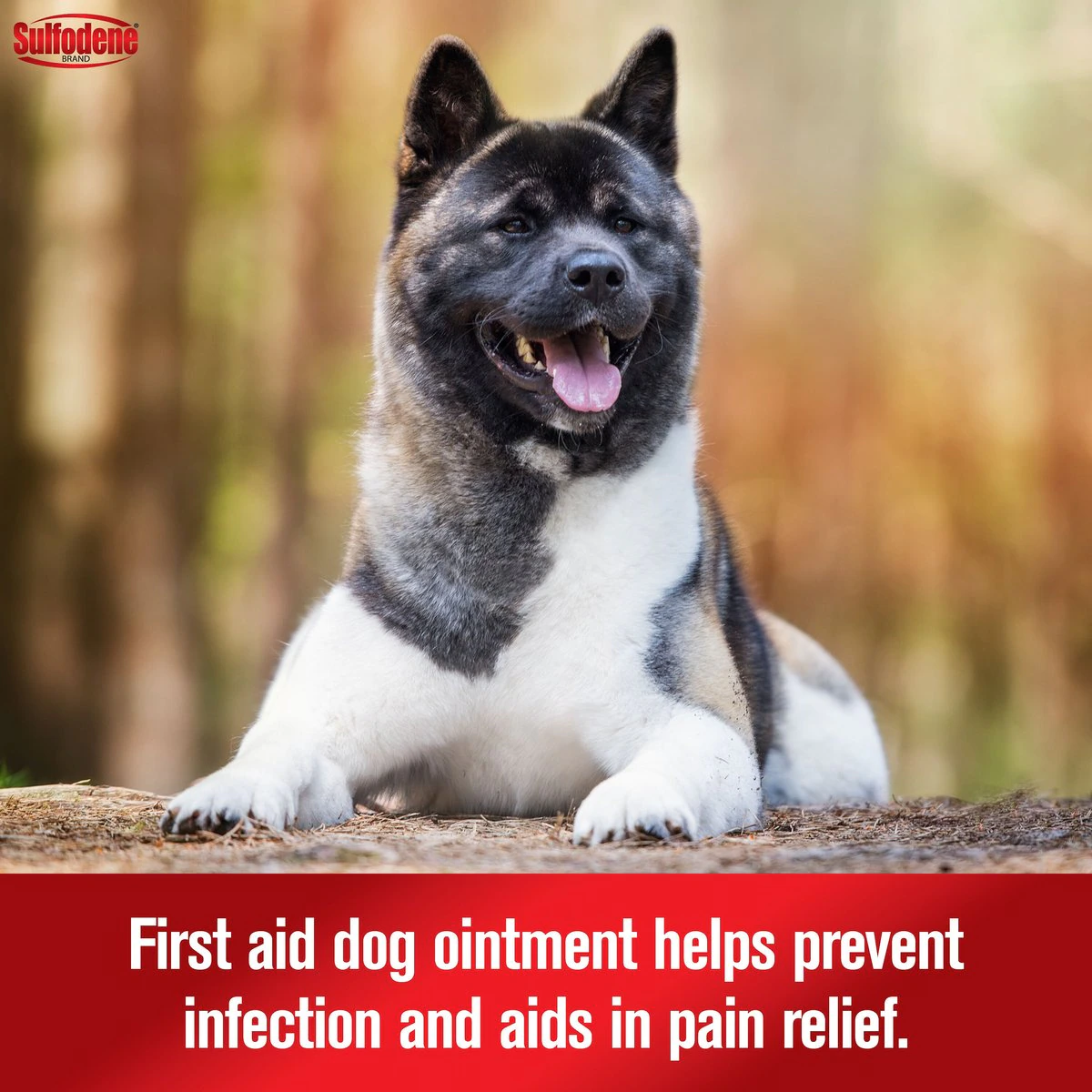 15 Dog Paw Care Products for Healthy Puppy Paws