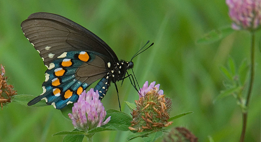 Butterfly perched on a flower with wings folded