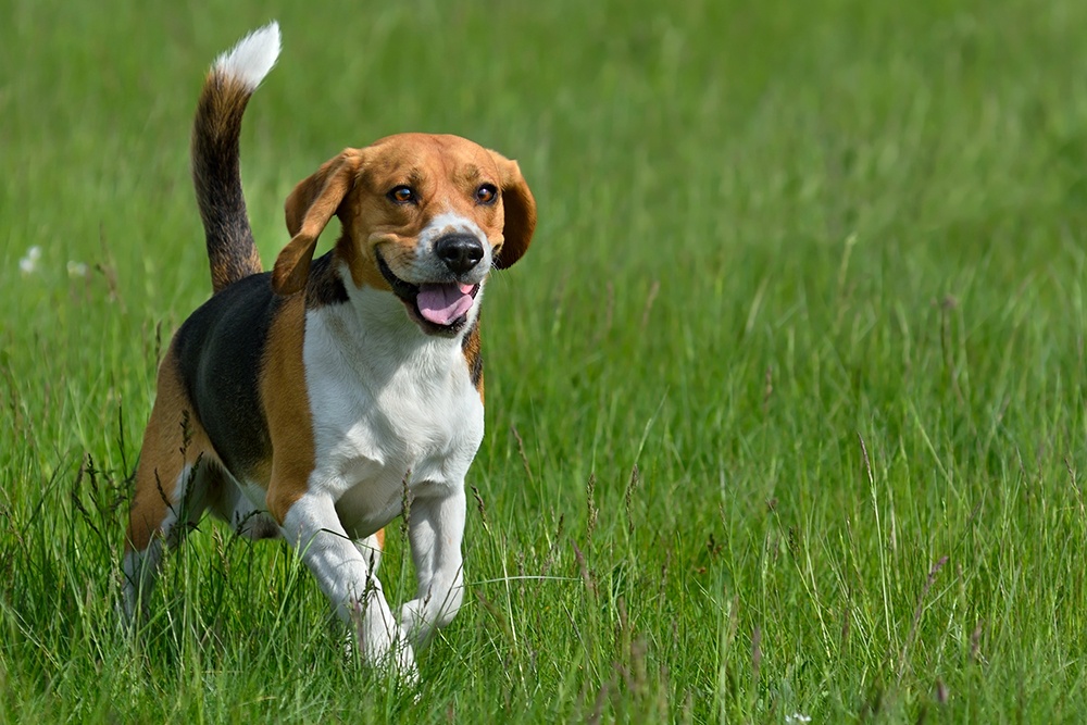 Beagles with Skin Allergies - Nom Nom