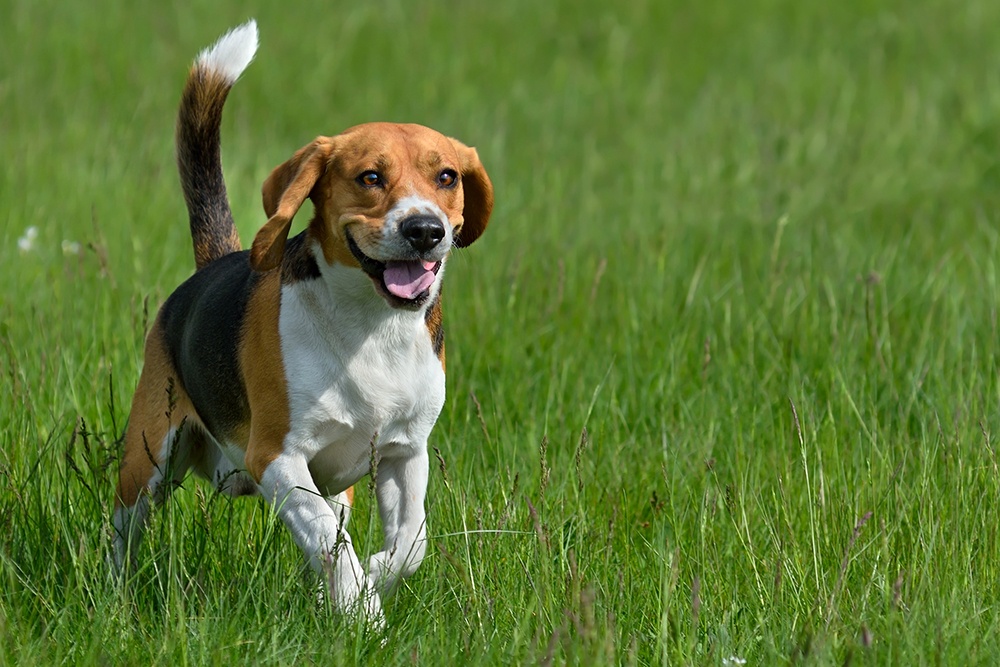 do beagles make good therapy dogs