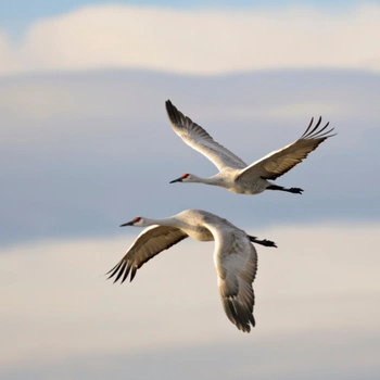 Alabama Birds Sandhill Crane
