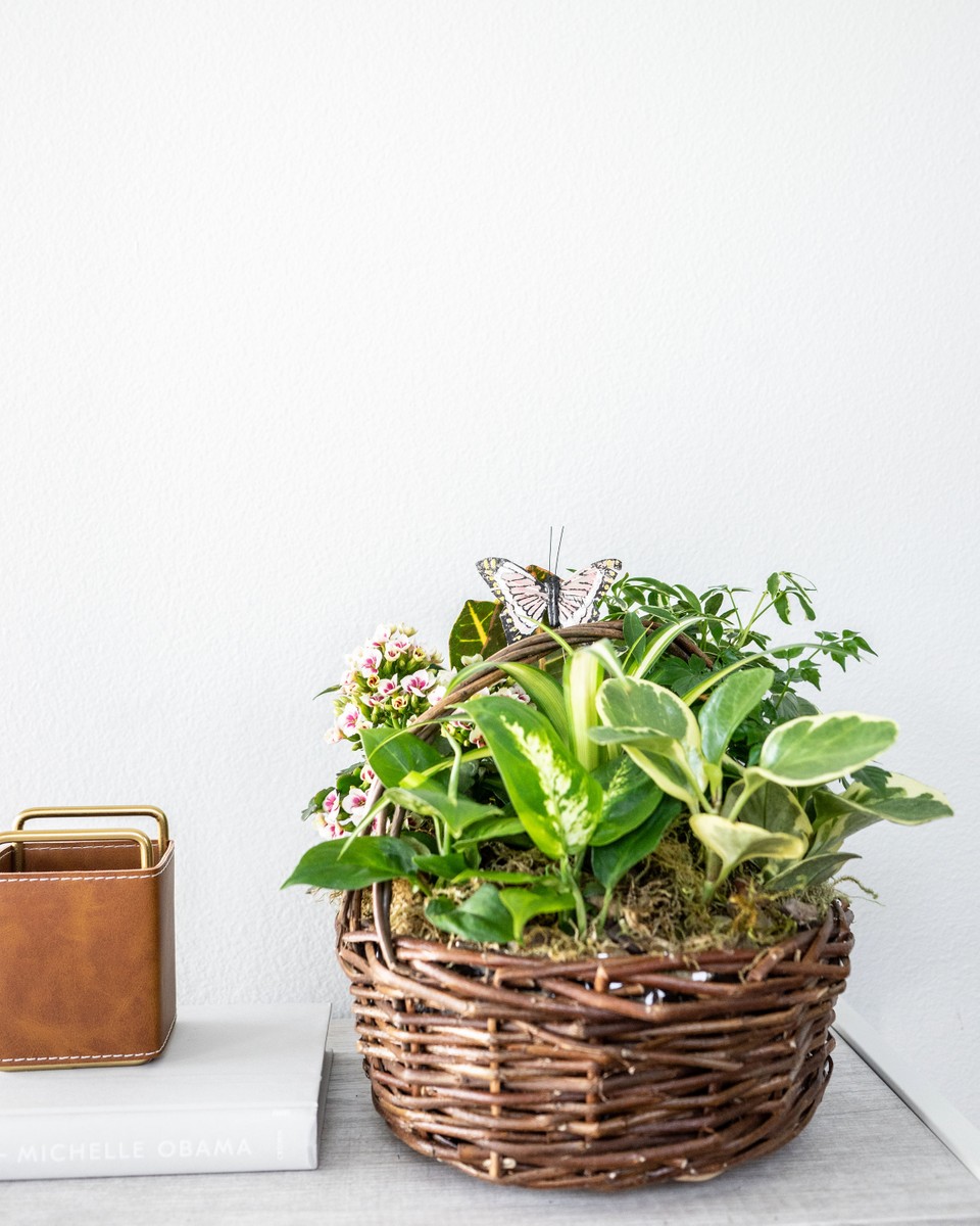 What Are the Different Types of Indoor Air Purifying Plants?
