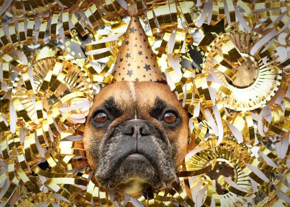 A Boxer's face among shiny gold new years decorations