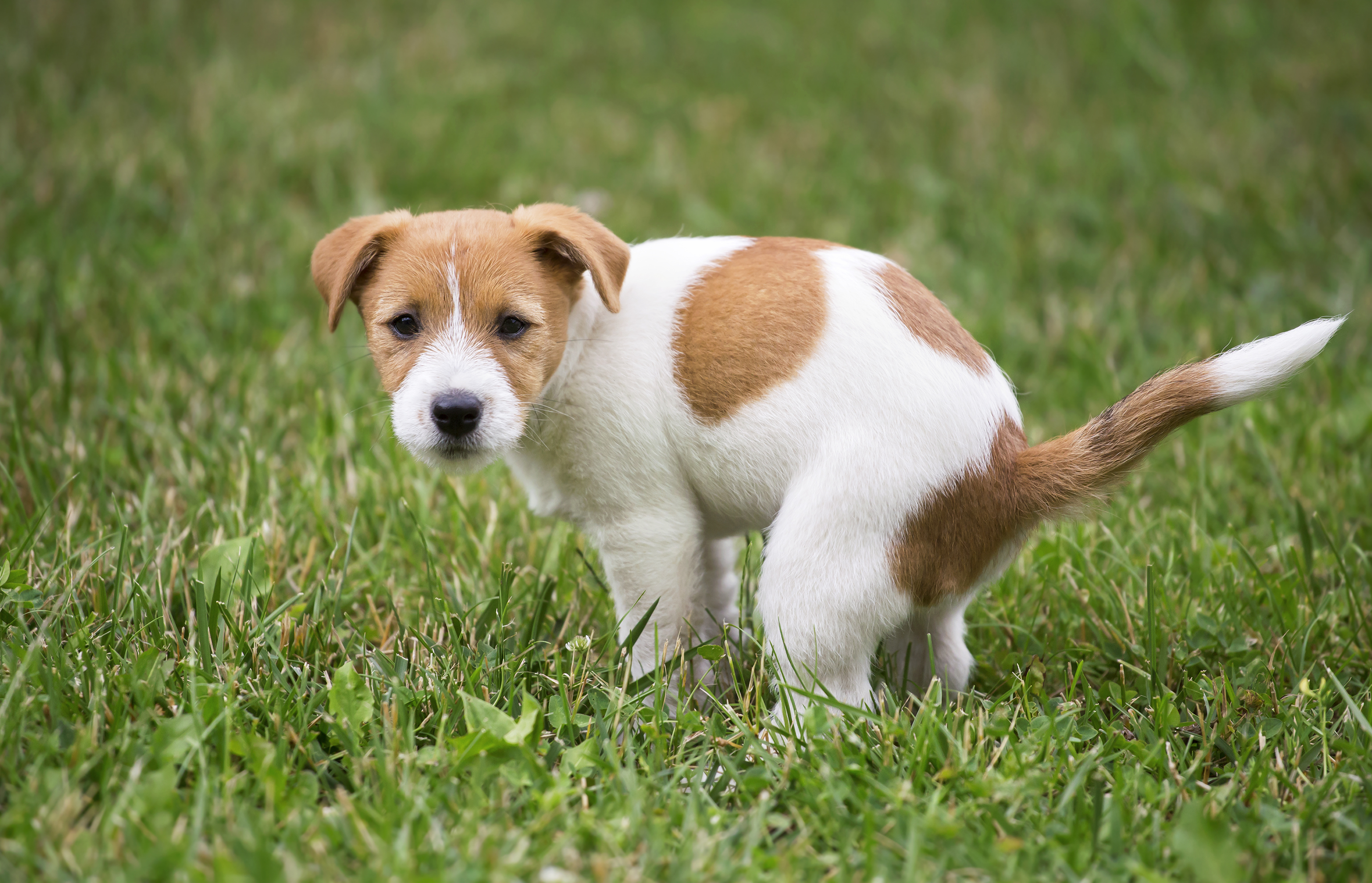 can smelling dog poop make you sick