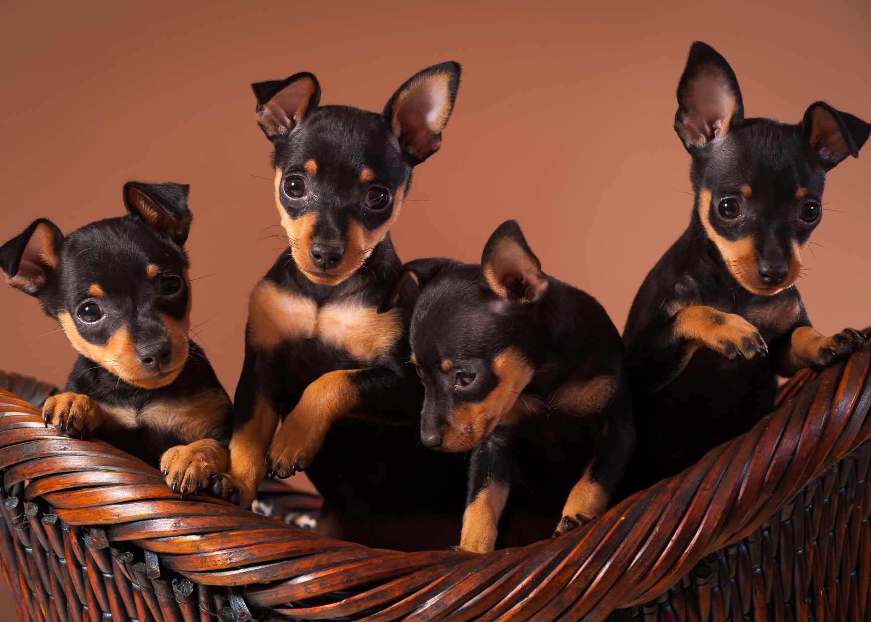 a basket of 4 miniature pinschers