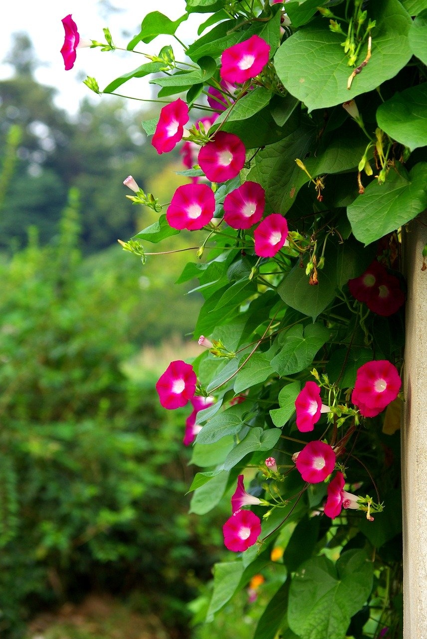 Pink Morning Glory Flowers