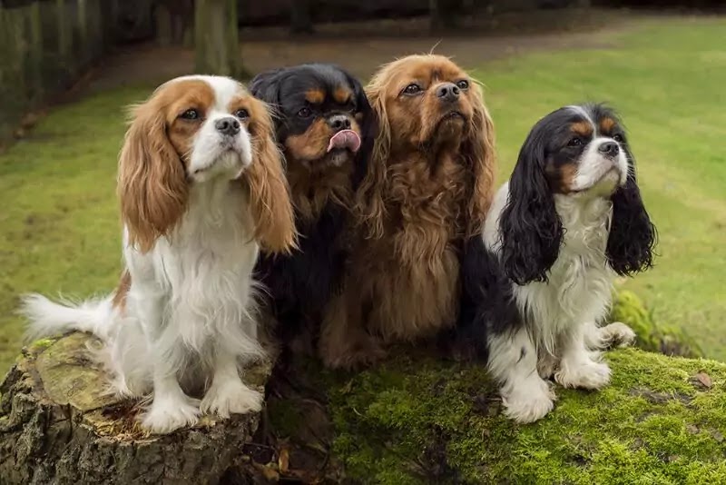 Types of cavalier hot sale king charles spaniel