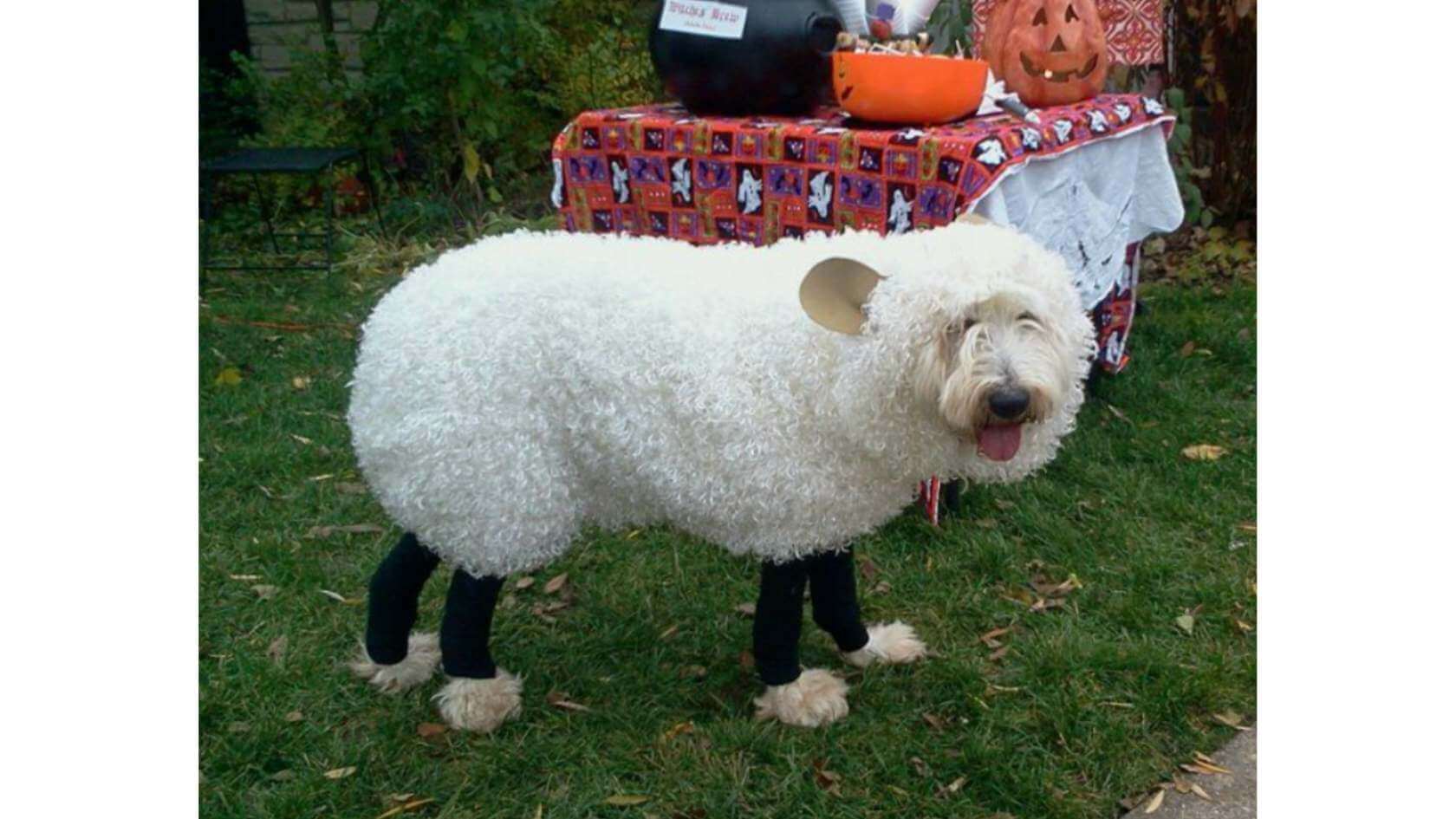 Best Halloween Costumes For Dogs