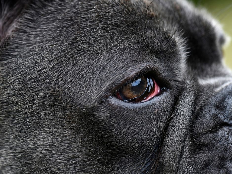 close-up of brachycephalic dog eye showing cherry eye condition with prolapsed third eyelid gland