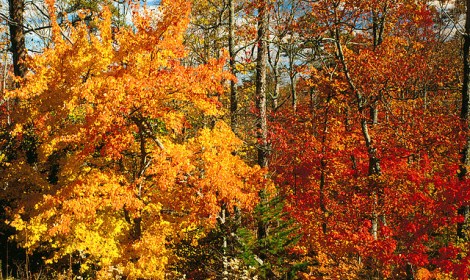 dense colorful foliage in the autumn