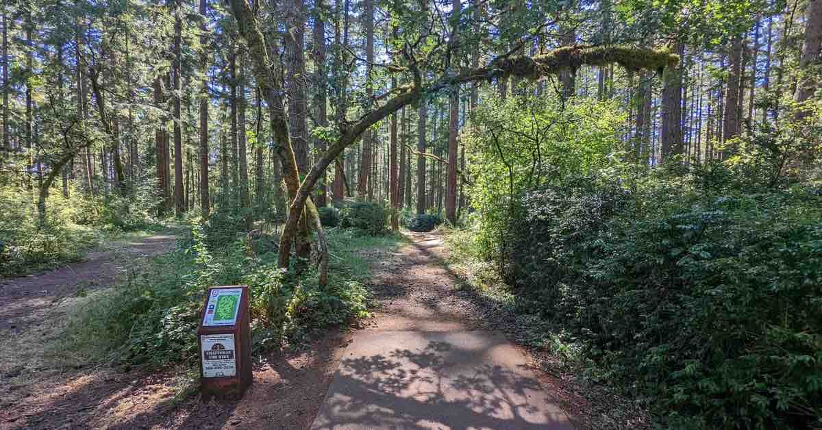 A disc golf tee pad with a bent tree arcing over it leads to a wooded fairway