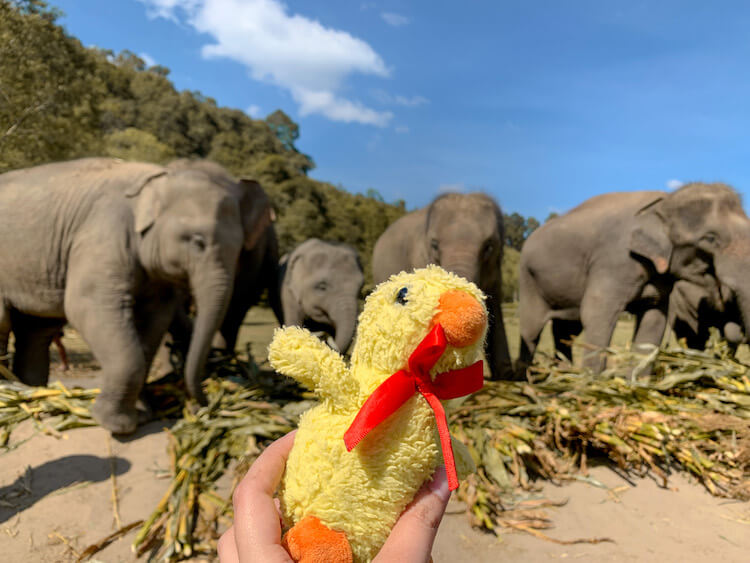 Kweh with elephants in the background