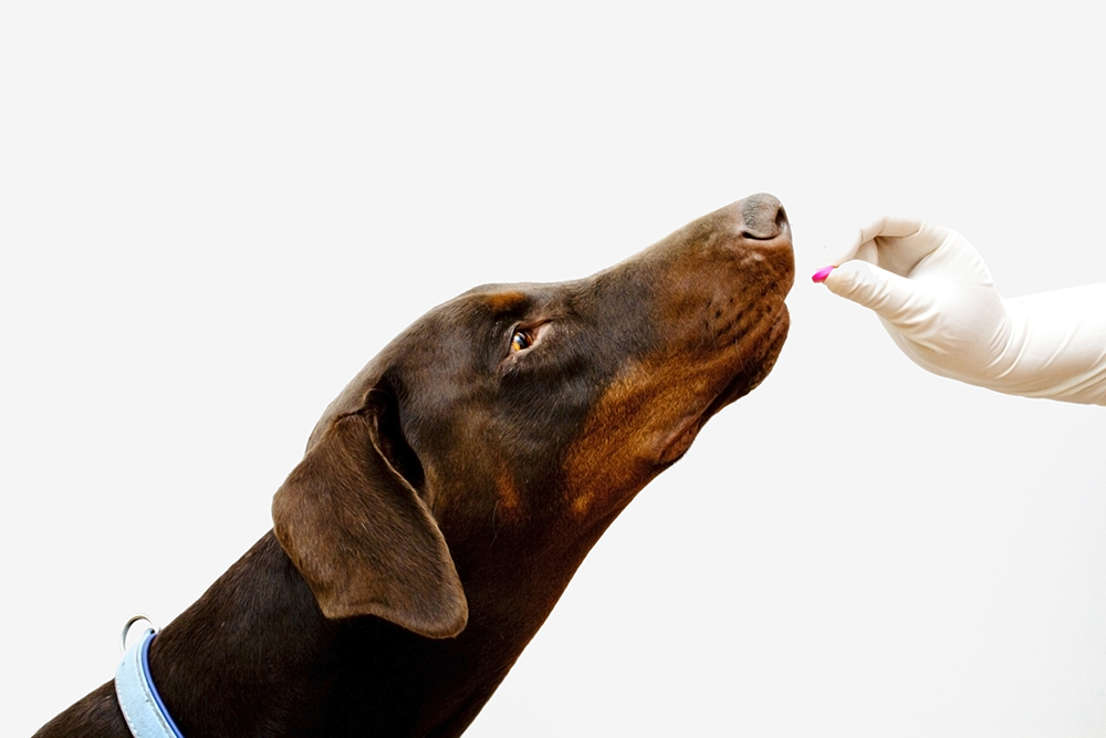 antibiotics for dogs can you give dogs human antibiotics