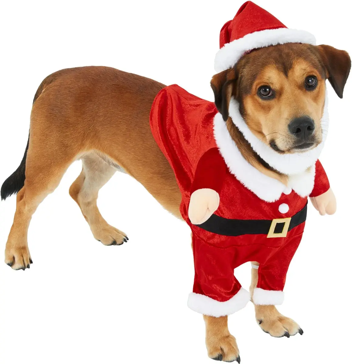 santapaws (1) (1).webp