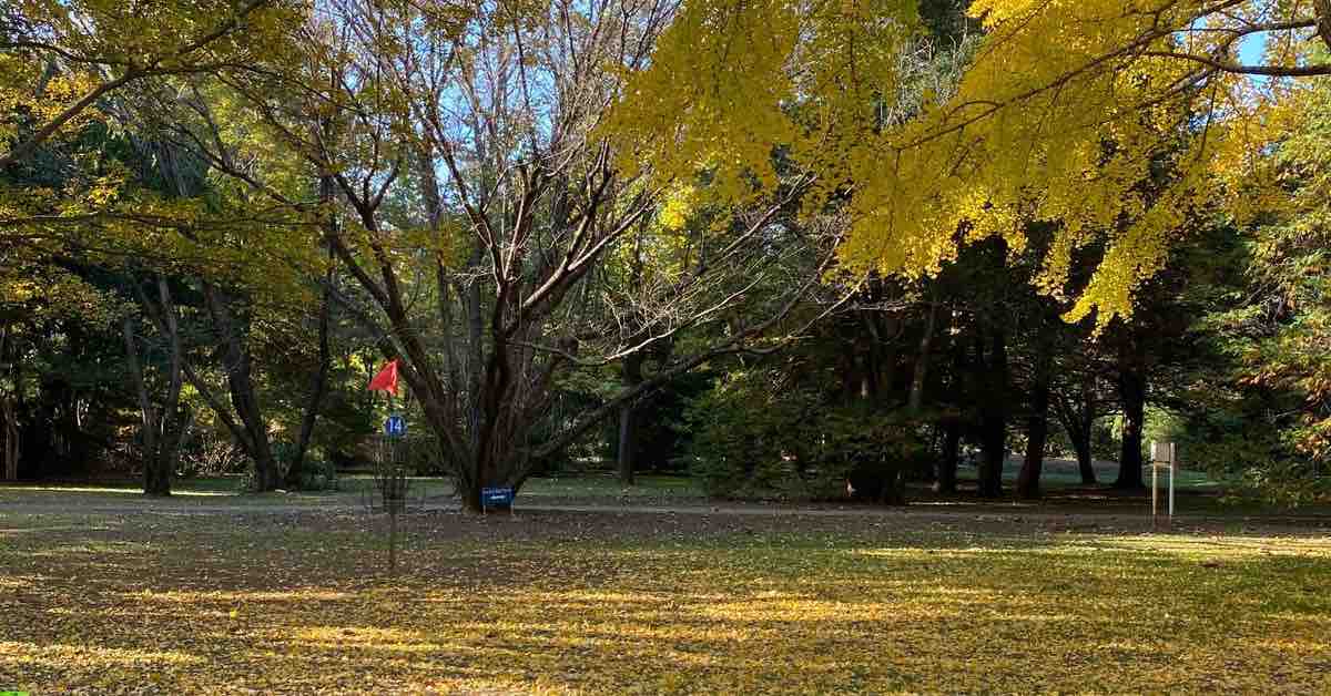 Disc golf basket among trees with golden fall leaves