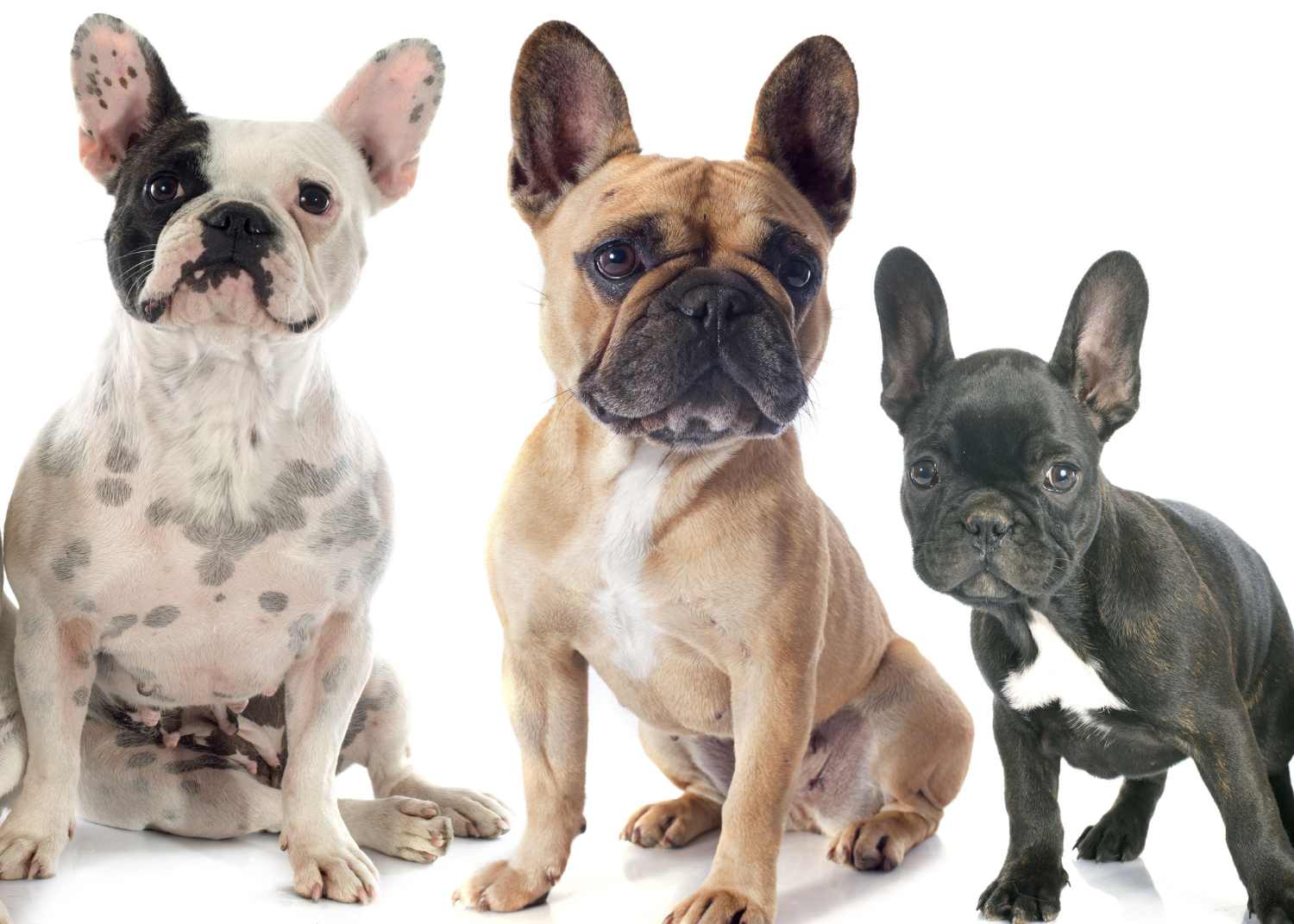 3 French Bulldogs