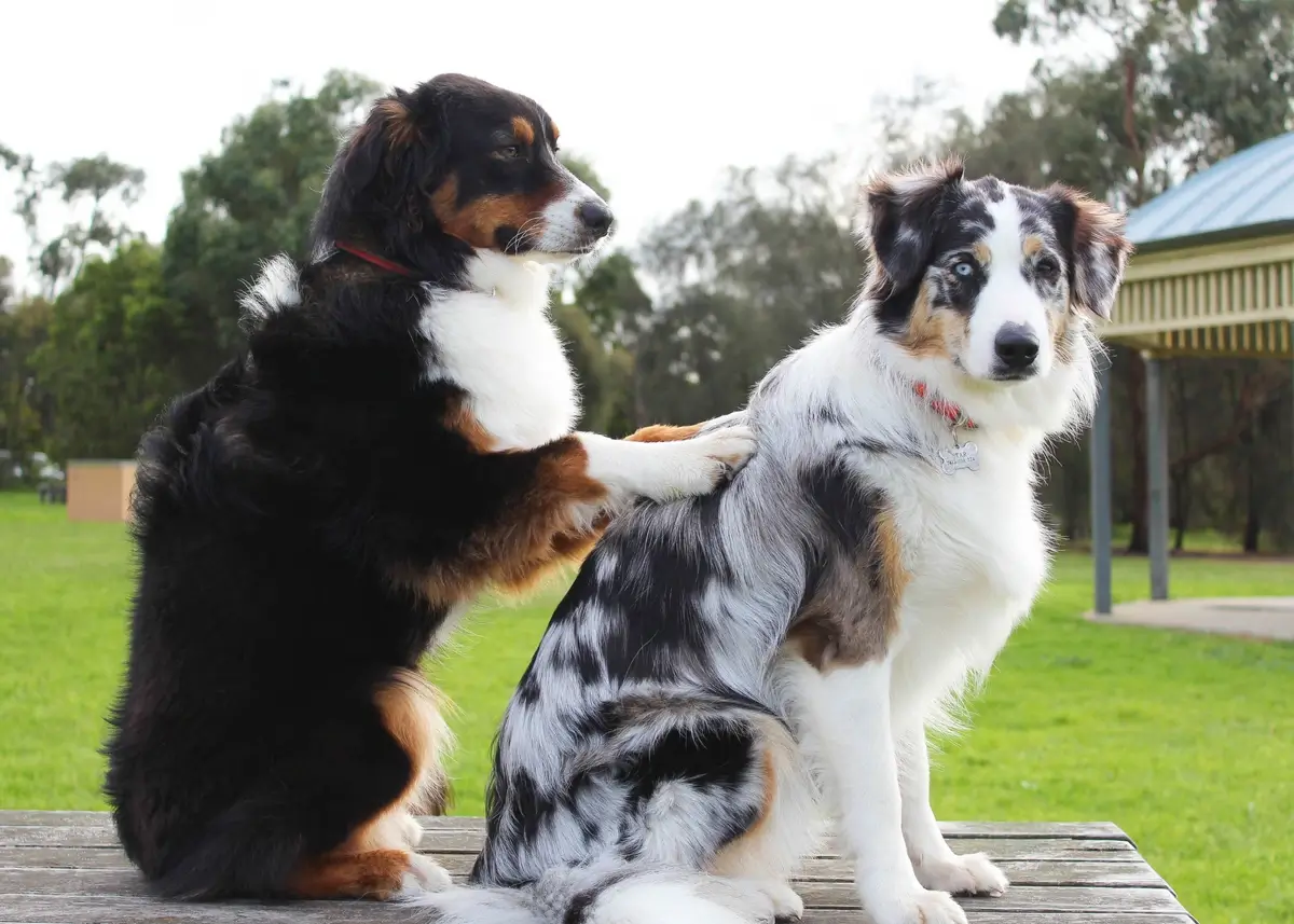 A Bernese Mountain Dog sits on its haunches and puts its paws on another seated dog's back