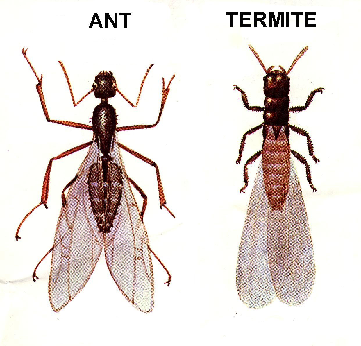 Ant-Termite-Comparison-56a709f35f9b58...