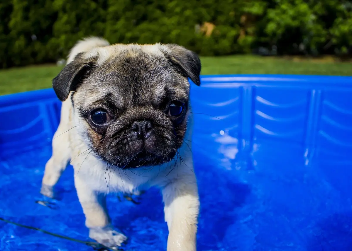 pugpool (1).webp