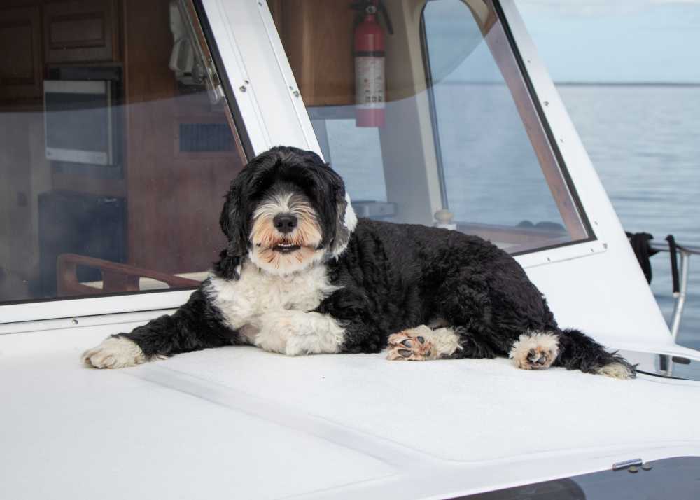 a portuguese water dog lounging on a boat deck