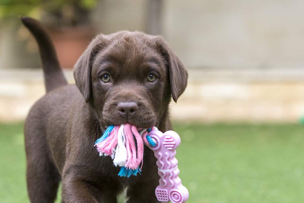 how do you welcome a dog in your house