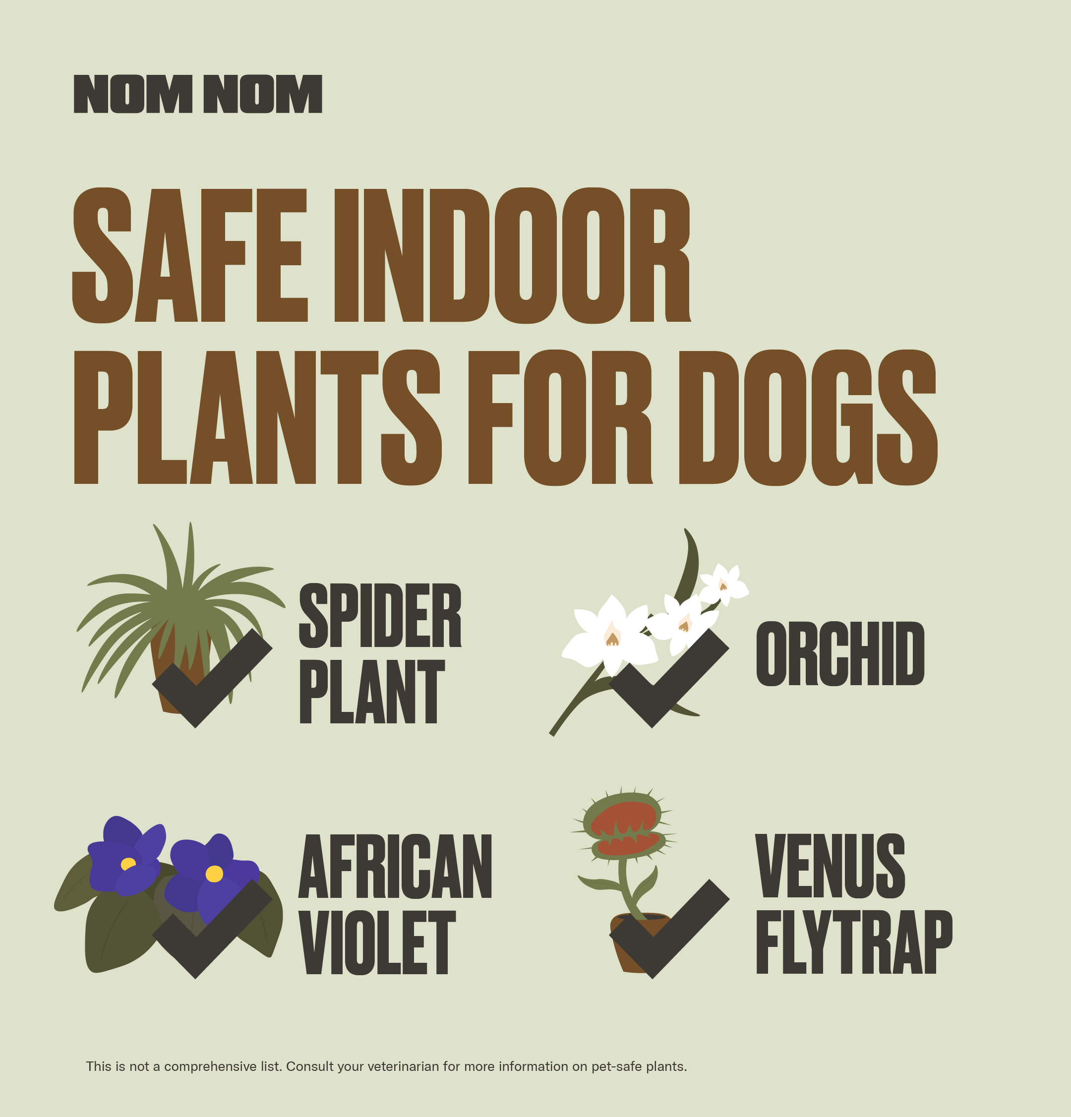Dog Friendly House Plants