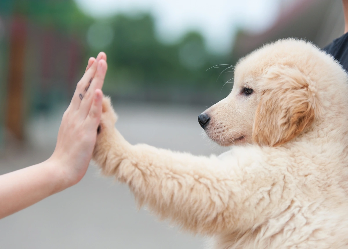 A golden retriever puppy gives someone a high five with a raised paw