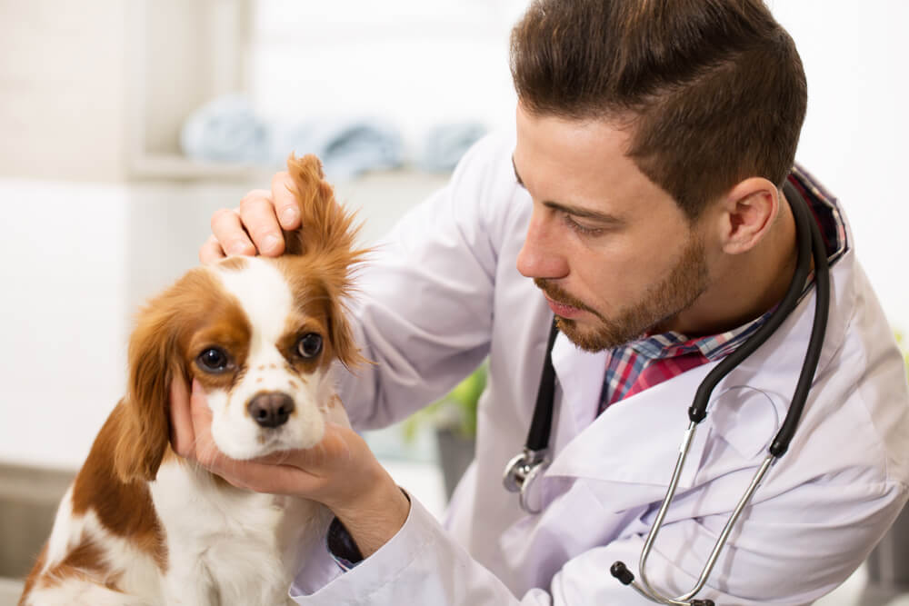 vet bill help for dogs