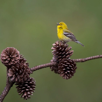 Alabama Birds Pine Warbler