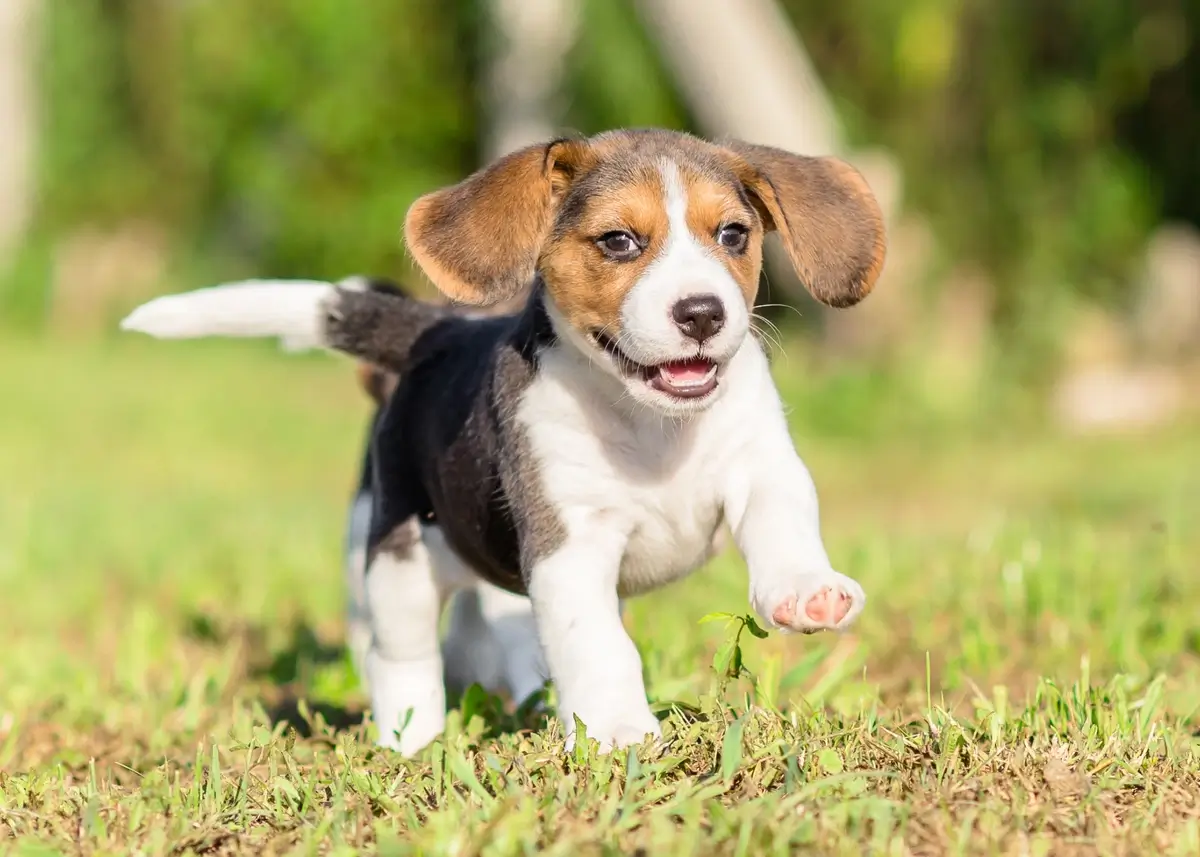 A Beagle puppy for sale romps around in the grass