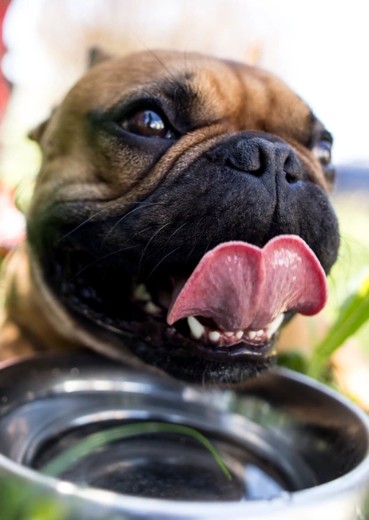 bulldogemptywaterbowl.webp