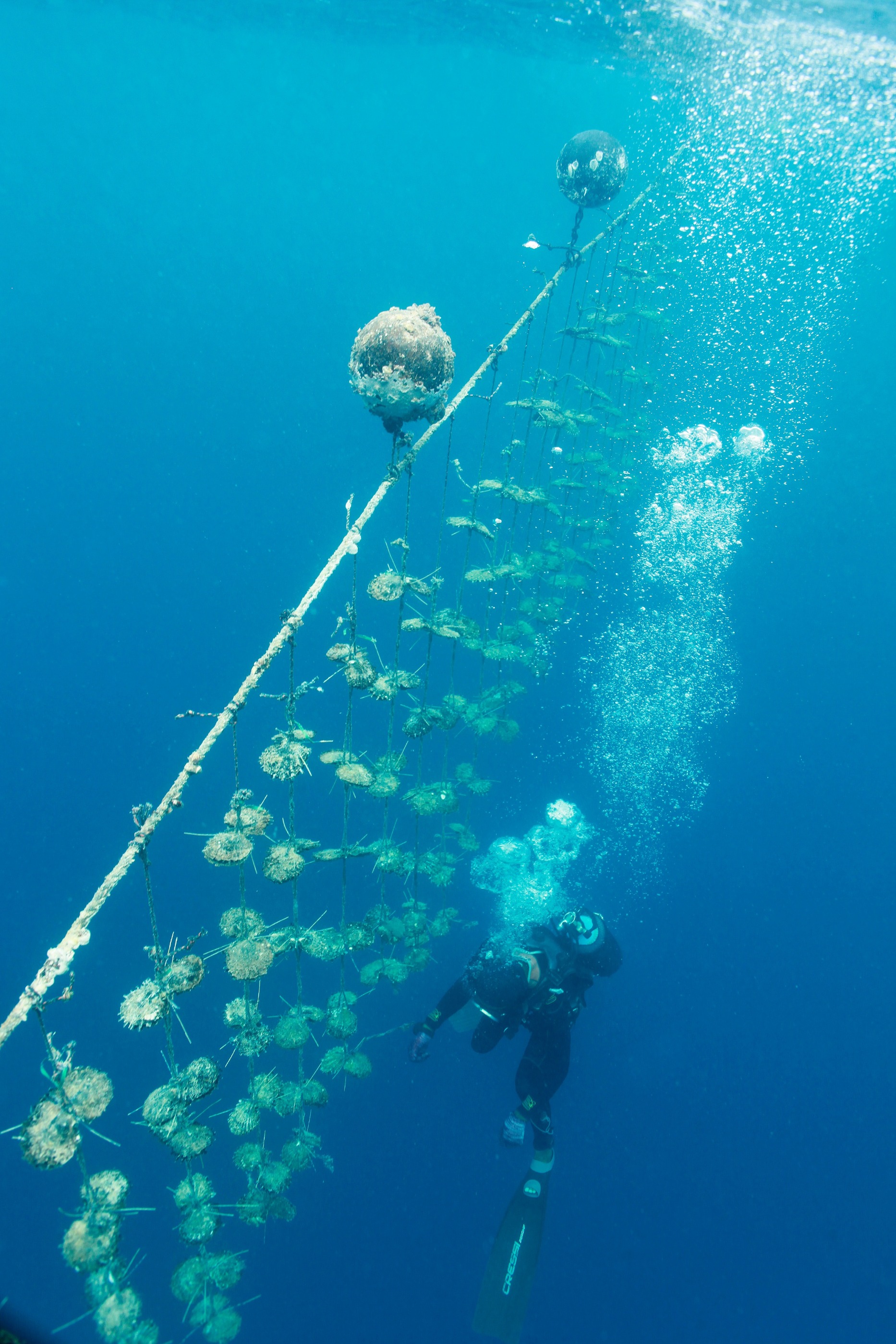 A diver inspecting wild-caught oysters growing Tahitian pearls in French Polynesia