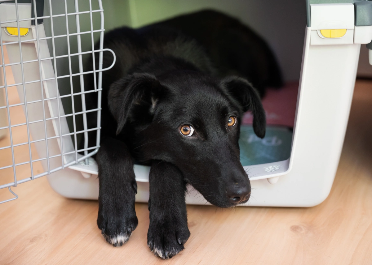 How Crate Training Benefits Your Puppy