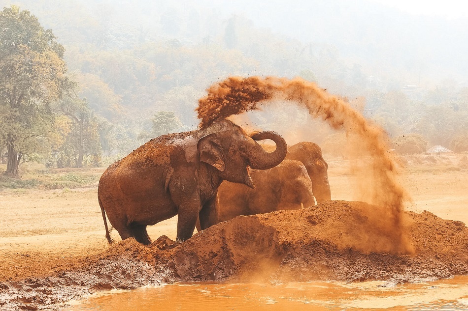 Sauver les éléphants en Thaïlande