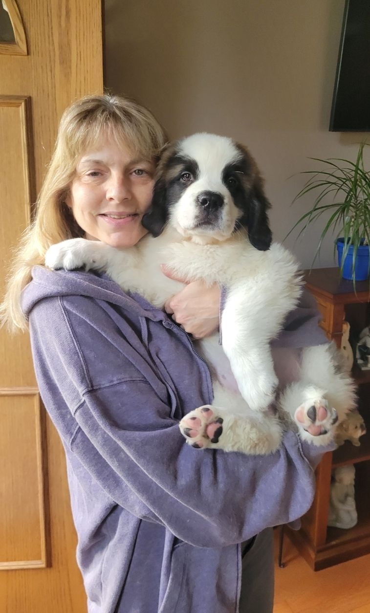 The Ultimate St. Bernard Puppy Ownership Guide - Pawrade.com, image size:757x1254