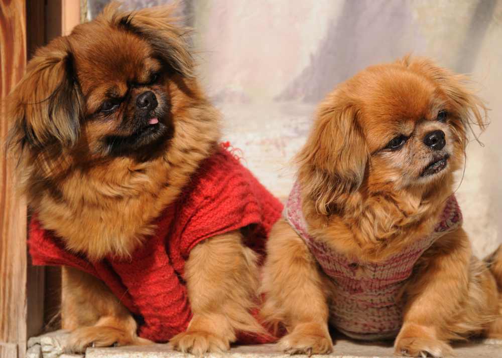 pekingesefunnyexpressions.jpg