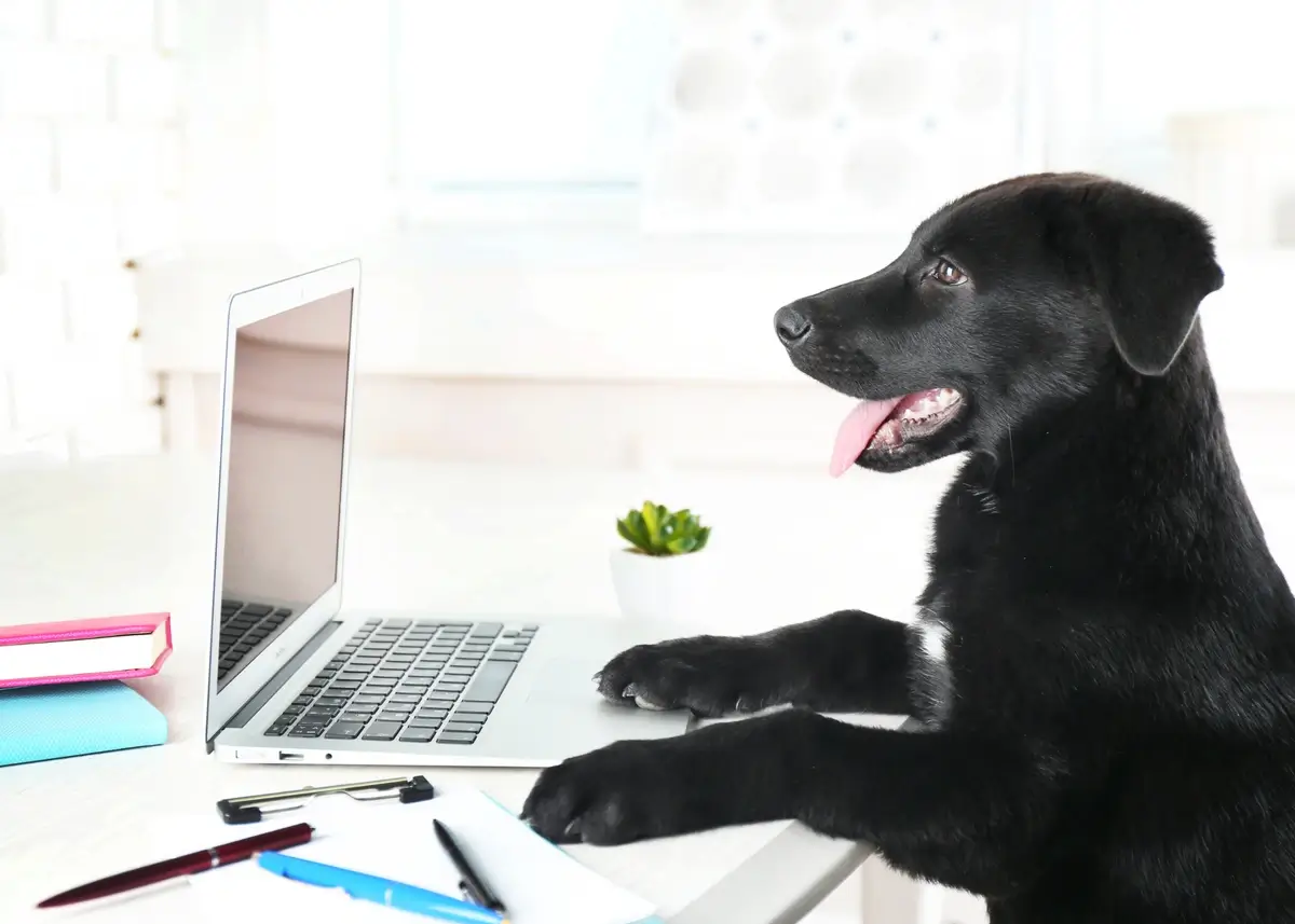 workblacklab (1).webp